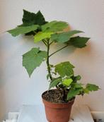 Kamerlinde, Sparrmannia africana., Huis en Inrichting, Kamerplanten, Ophalen, Halfschaduw, Minder dan 100 cm