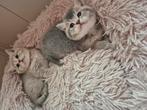 Prachtige raszuivere britse beige korthaar kittens, Dieren en Toebehoren, Meerdere dieren, Ontwormd, 0 tot 2 jaar