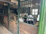 Te koop paarden boxen twee stuks, Dieren en Toebehoren, Stalling, 2 of 3 paarden of pony's