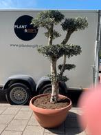 Olijfbomen Pon Pon H180/P70, Volle zon, Verzenden, 100 tot 250 cm, Olijfboom