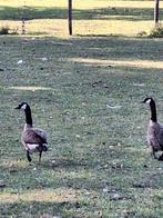 Mooie ganzen., Meerdere dieren, Gans of Zwaan