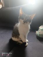 Prachtige Maine Coon kittens – nog 1 beschikbaar, Dieren en Toebehoren, Katten en Kittens | Raskatten | Langhaar, Meerdere dieren