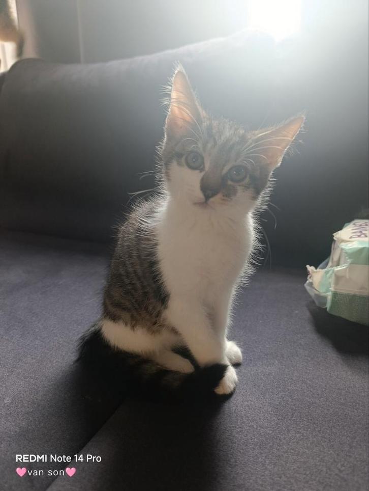 Prachtige Maine Coon kittens – nog 1 beschikbaar, Dieren en Toebehoren, Katten en Kittens | Raskatten | Langhaar, Meerdere dieren