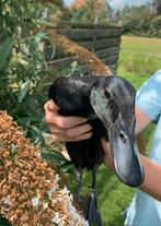 Indische loopeenden, Dieren en Toebehoren, Pluimvee, Meerdere dieren, Eend