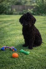 Labradoodle 1 reutjes beschikbaar, Poedel, Reu, Meerdere, Nederland
