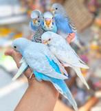 parkieten va €12, Meerdere dieren, Parkiet, Pratend