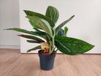 Epipremnum Pinnatum 'Marble Planet' -  Pothos H: 35 cm., Huis en Inrichting, Kamerplanten, Ophalen, Overige soorten, Halfschaduw