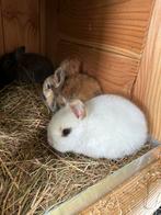 Baby konijntjes, Dieren en Toebehoren, Konijnen, Meerdere dieren, Klein, 0 tot 2 jaar