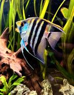 4 mooie gezonde maanvissen, Vis, Zoetwatervis