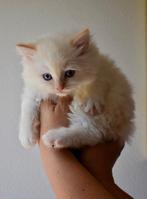 Prachtige ragdoll katerjes met schitterende fluffy vacht!, Kater, Gechipt, 0 tot 2 jaar