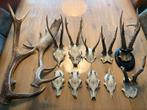 Geweien edelhert en damhert, schedels ree, Verzenden, Gebruikt, Hert, Gewei of Kop