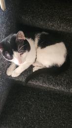 Kat, Dieren en Toebehoren, Kater