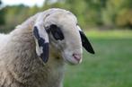 Kärntner Brilschaap dekrammen / dekram / brilschapen/ ram, Dieren en Toebehoren, Mannelijk, Schaap, 0 tot 2 jaar