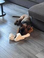 - JAX -  Mechelse herder x Hollandse herder + Toebehoren, Parvo, Reu, 8 tot 15 weken, Eén hond