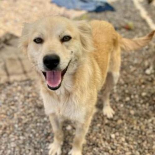 AIN: Draga, Dieren en Toebehoren, Honden | Niet-rashonden, Middel, Teef, Handelaar, Eén hond, Buitenland, 3 tot 5 jaar, CDV (hondenziekte)