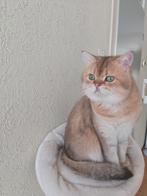 BRITS KORTHAAR DEKKATER ( MET STAMBOOM ), Dieren en Toebehoren, Katten en Kittens | Dekkaters, 3 tot 5 jaar