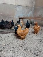 jonge wyandotte kriel kippen, Dieren en Toebehoren, Pluimvee, Vrouwelijk, Kip