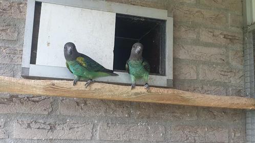 2X Pop Poicephalus Meyeri Meyeri 2025, Dieren en Toebehoren, Vogels | Parkieten en Papegaaien, Papegaai, Vrouwelijk, Tam, Geringd