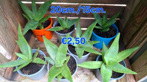 Aloë Maculata, Zeep-Aloë, Huis en Inrichting, Kamerplanten, Overige soorten, Minder dan 100 cm, Ophalen