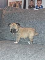 Nog 1 klein meisje over, Dieren en Toebehoren, Honden | Chihuahua's en Gezelschapshonden, Parvo, Overige rassen, 8 tot 15 weken