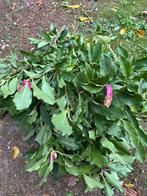 Magnolia takken, geknipt voor op de vaas, Tuin en Terras, Planten | Tuinplanten, Ophalen of Verzenden, Eenjarig, Overige soorten