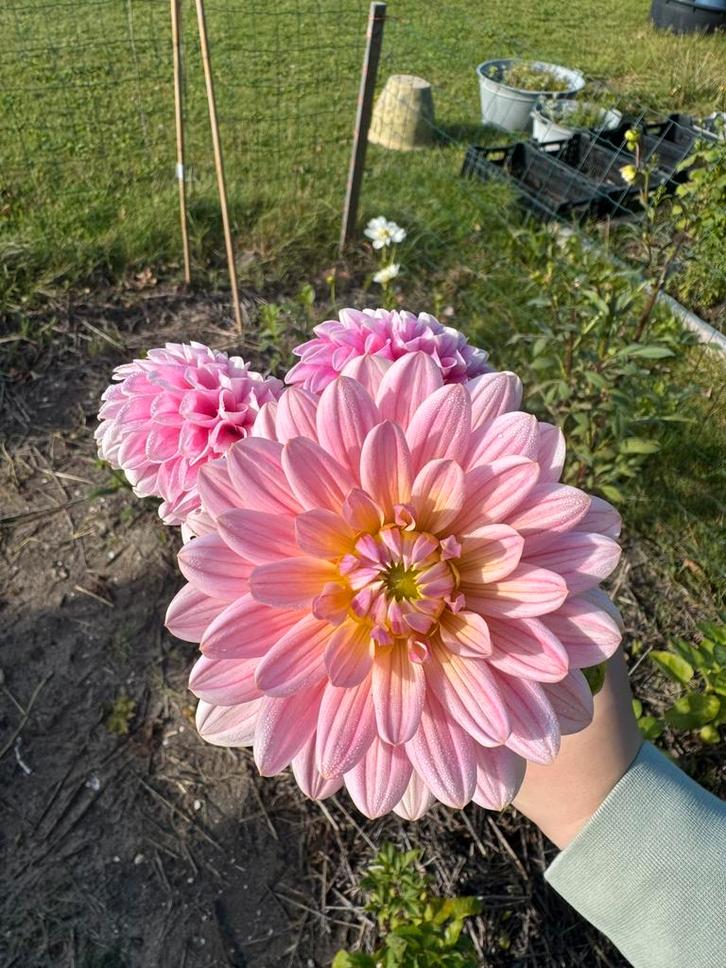 Dahlia zaden, Tuin en Terras, Bloembollen en Zaden, Volle zon, Ophalen of Verzenden