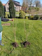 corylus avellana hazelaars plantgoed hazelnoten, Overige soorten, Ophalen of Verzenden, Struik, 100 tot 250 cm