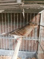 Harlekijn kanarie., Dieren en Toebehoren, Vogels | Kanaries, Mannelijk, Kleurkanarie