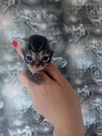 Kittens, Dieren en Toebehoren