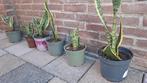 alleen ophalen:Crassula sanseviera/vetplant, Ophalen, Overige soorten, Minder dan 100 cm