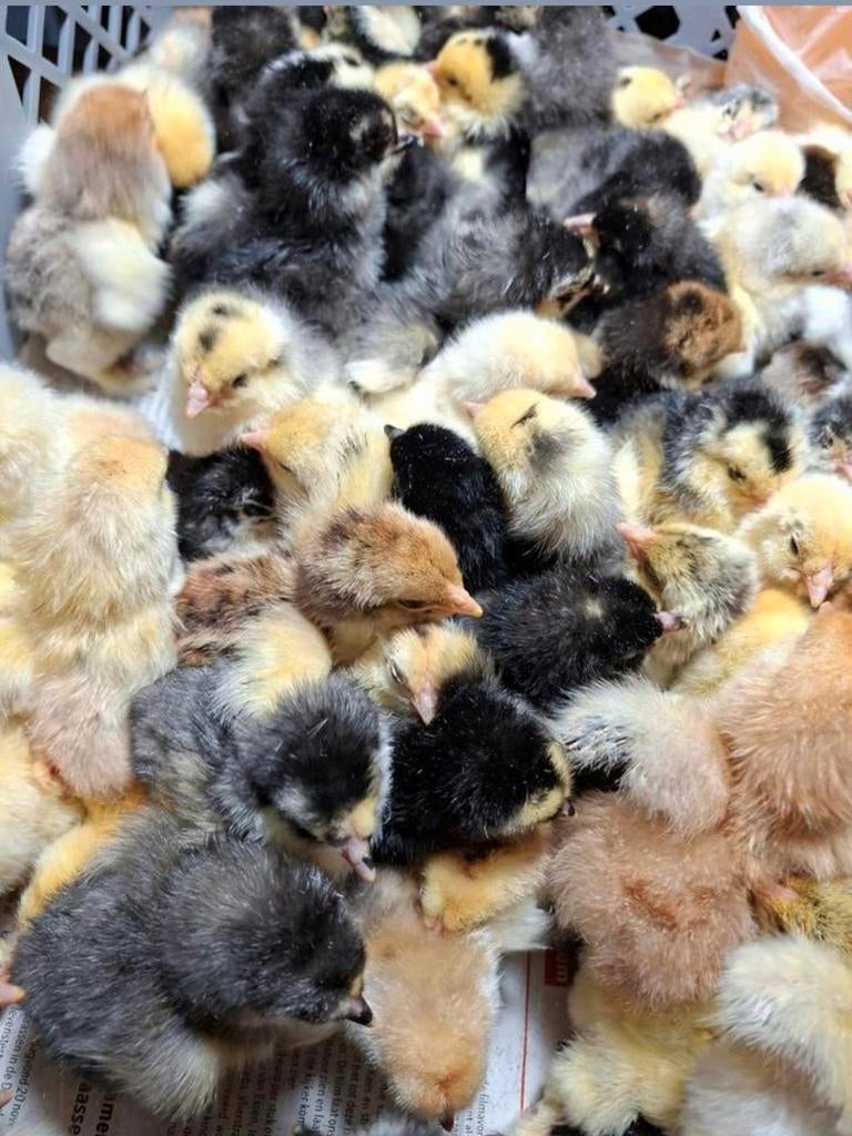Brahma wyandotte Kuikens vanaf 11 April, Dieren en Toebehoren, Pluimvee, Geslacht onbekend, Kip