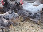 Mooie jonge krielkippen goede eileggers mooie kleuren, Dieren en Toebehoren, Meerdere dieren, Kip