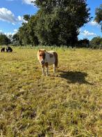 Prachtige bonte merries te koop, Dieren en Toebehoren, Pony's, Merrie, A pony (tot 1.17m), 0 tot 2 jaar