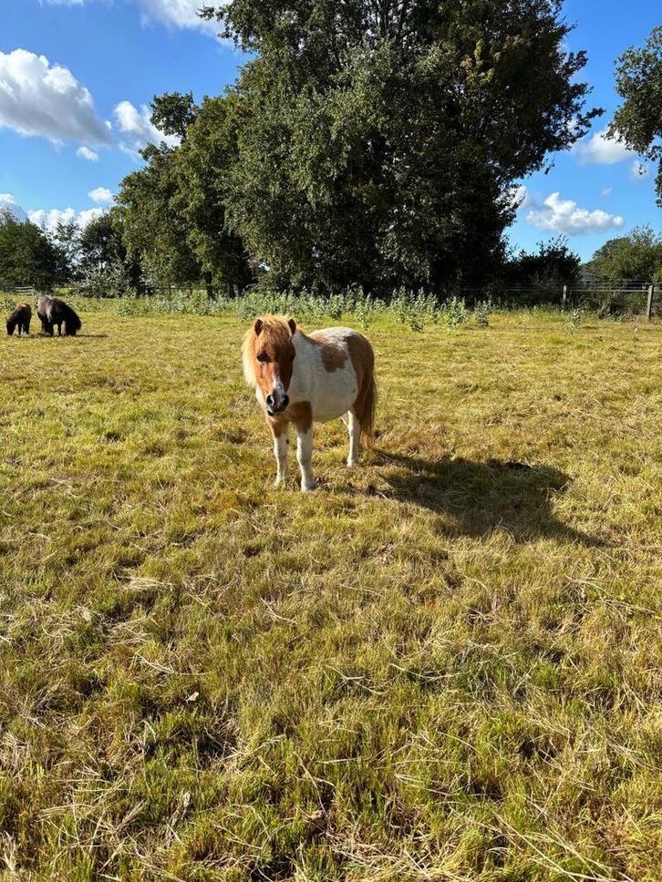 Prachtige bonte merries te koop, Dieren en Toebehoren, Pony's, Merrie, A pony (tot 1.17m), 0 tot 2 jaar
