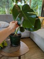 Monstera Deliciousa met pot en schaal, Ophalen, Halfschaduw, Minder dan 100 cm