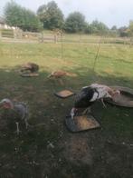Kalkoenen koppel, Dieren en Toebehoren, Pluimvee, Meerdere dieren