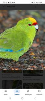 Kakariki geelvoorhoofd groen gezocht mannen, Dieren en Toebehoren, Vogels | Parkieten en Papegaaien, Mannelijk, Parkiet, Geringd