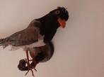 Taxidermie - roodbek ekster, Tropenvogel