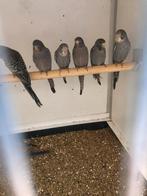 Blackface grasparkieten, Meerdere dieren, Parkiet, Geringd