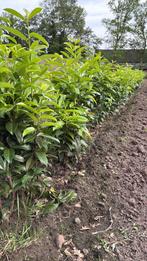 Laurier struiken genolia haag prunus, In pot, Halfschaduw, 100 tot 250 cm, Overige soorten