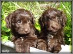 Bordoodle pups. ( bordoodle x Labradoodle, Nederland, Overige rassen, 8 tot 15 weken, CDV (hondenziekte)