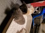 Kittens, Dieren en Toebehoren, Katten en Kittens | Raskatten | Korthaar, Meerdere dieren, Ontwormd, 0 tot 2 jaar