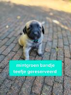 Kangal pups, Dieren en Toebehoren, 8 tot 15 weken, Meerdere, Meerdere dieren, Herder