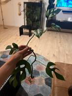 Monstera minima grote stek, Huis en Inrichting, Kamerplanten, Ophalen