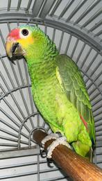 Amazone papegaai, Dieren en Toebehoren, Vogels | Parkieten en Papegaaien, Meerdere dieren, Parkiet, Tam
