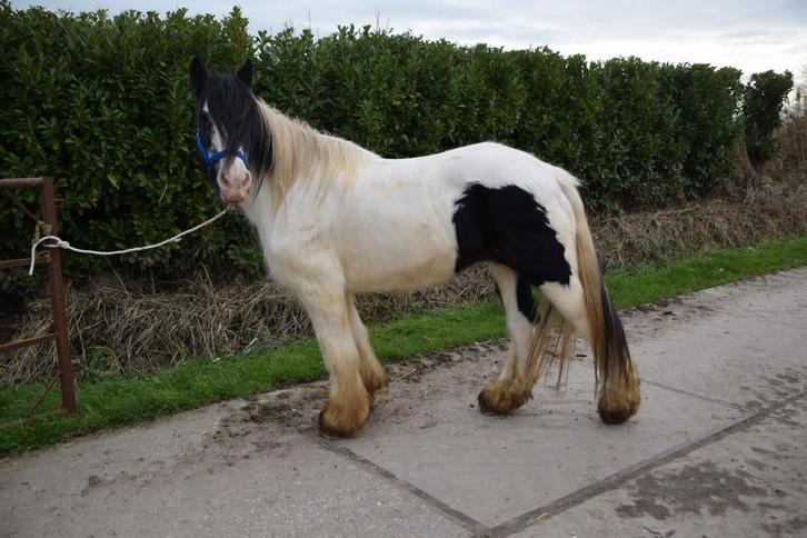 Tinkermerrie 18jr 1m42 & hoekhorst welshpony sectie B ruin, Dieren en Toebehoren, Pony's, Ruin, B pony (1.17m tot 1.27m), 0 tot 2 jaar