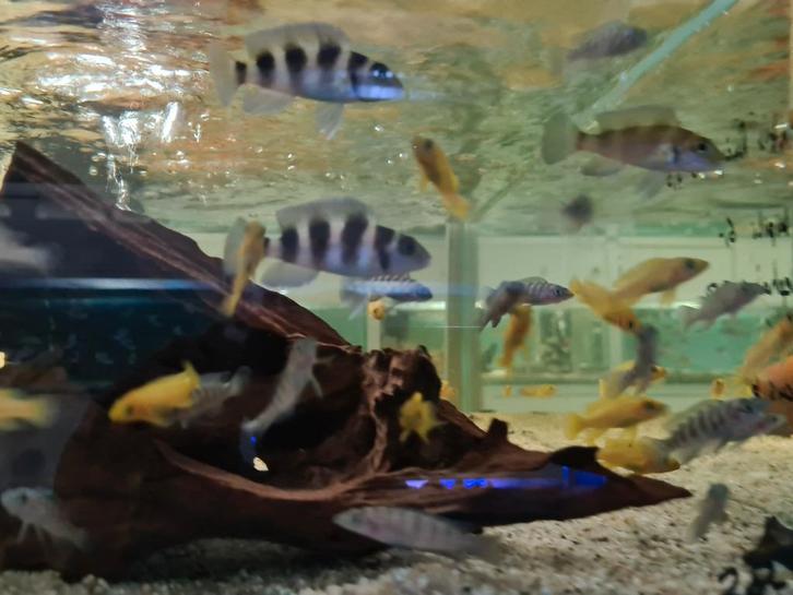 Neolamprologus Tretocephalus Tanganyika Cichliden, Dieren en Toebehoren, Vissen | Aquariumvissen, Zoetwatervis, Vis