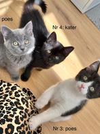 Chocolate Britse korthaar x Ragdoll kittens te koop, Dieren en Toebehoren, Meerdere dieren, Gechipt, 0 tot 2 jaar