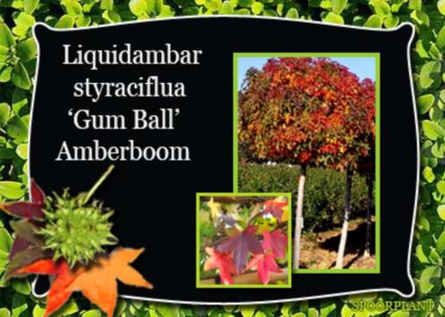 Liquidambar in boom- zuil- of Bolvorm, Tuin en Terras, Planten | Bomen, Overige soorten, Volle zon, Ophalen