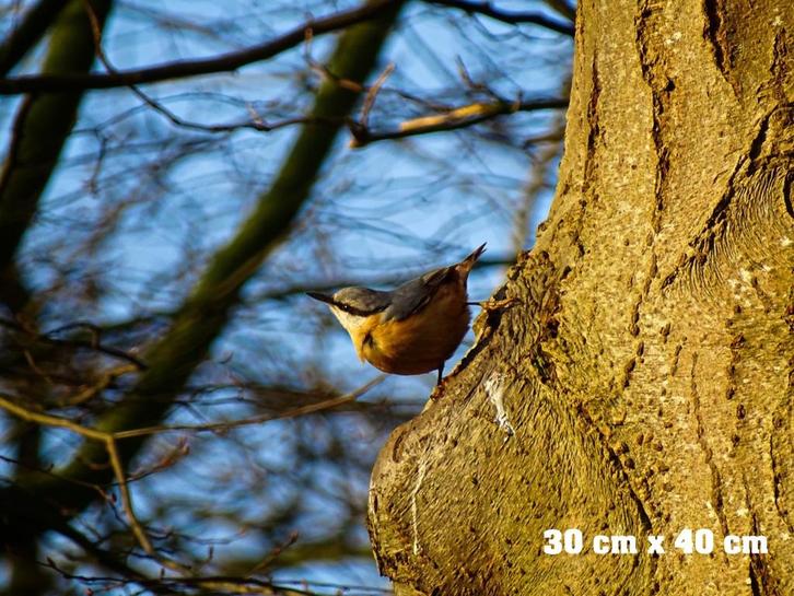 foto de opbrengst is geheel voor Broodnodig Tilburg, Huis en Inrichting, Woonaccessoires | Schilderijen, Tekeningen en Foto's